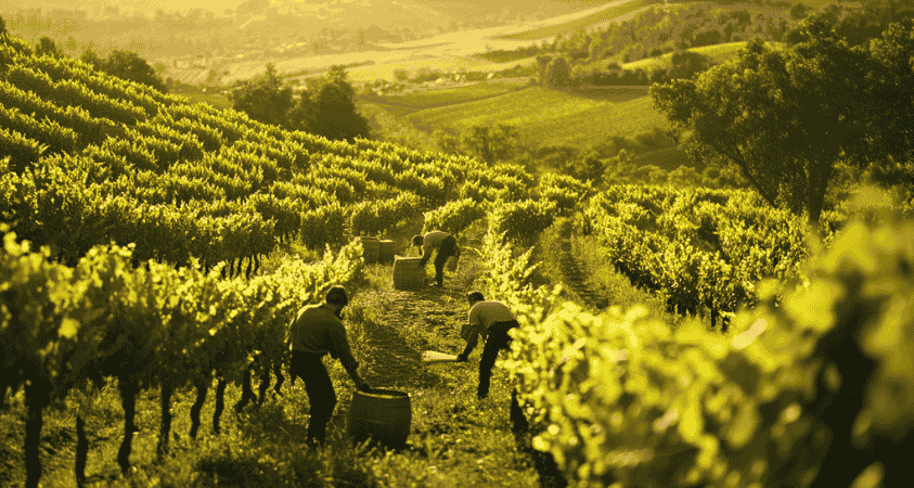 Wine and Wind – A Journey Through Wine Landscapes