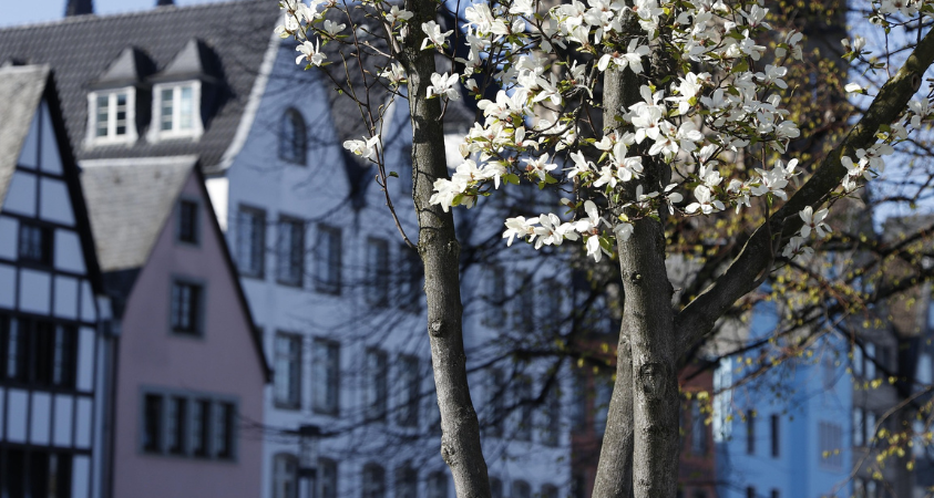 Spring in Cologne – what to do: the best places and activities